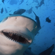 Illustration for article titled Live Every Week Like its Shark Week